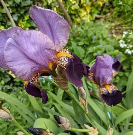 Photo of free Blue and Yellow irises bulbs - beautiful (Larkhall) #1
