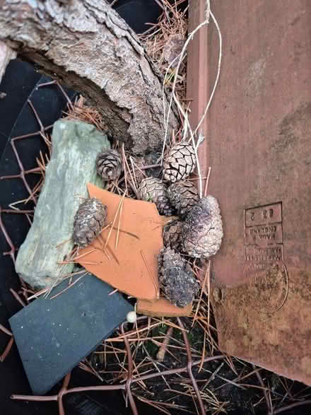 Photo of free Pine tree growing in dustbin (Old Walcot SN3) #3