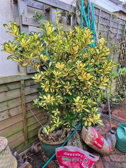 Photo of free Choisia bush in clay pot (Old Walcot SN3) #1