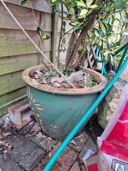 Photo of free Choisia bush in clay pot (Old Walcot SN3) #2