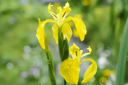 Photo of free Blue and Yellow irises bulbs - beautiful (Larkhall) #2