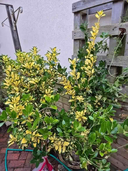 Photo of free Choisia bush in clay pot (Old Walcot SN3) #3