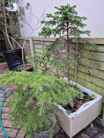 Photo of free 3 small trees (Old Walcot SN3) #2