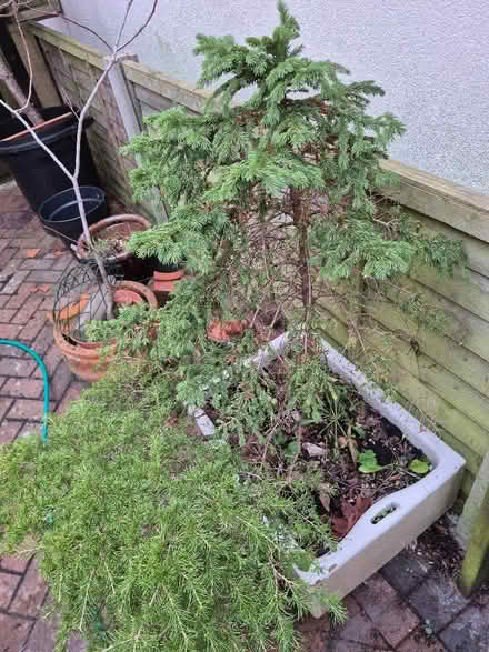 Photo of free 3 small trees (Old Walcot SN3) #3