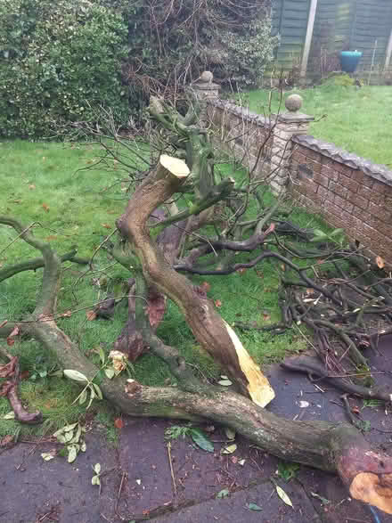 Photo of free Firewood (Market Drayton TF9) #1