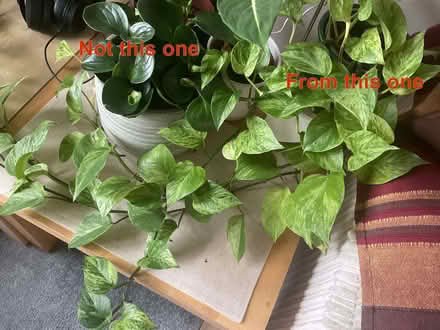 Photo of free Pothos cuttings (Bransholme HU7) #1