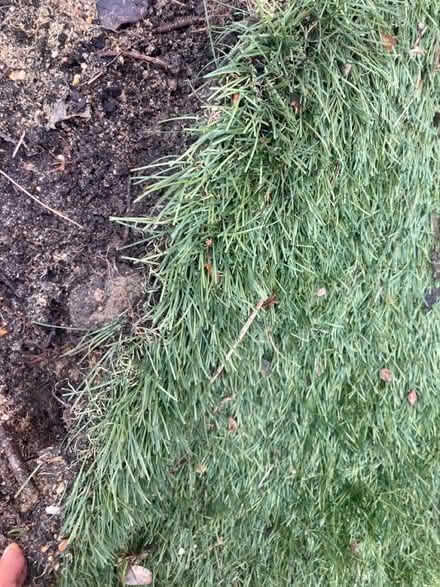 Photo of free Artificial grass (Balham) #2
