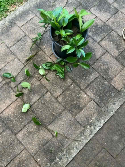 Photo of free Hoya plants (Mortdale) #3