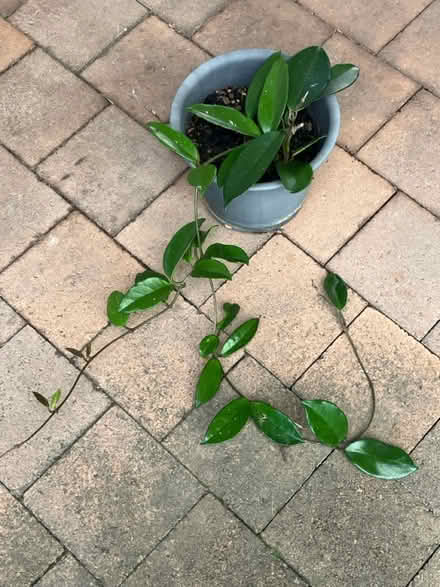 Photo of free Hoya plants (Mortdale) #1