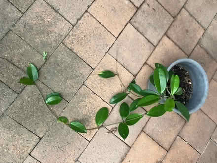 Photo of free Hoya plants (Mortdale) #2