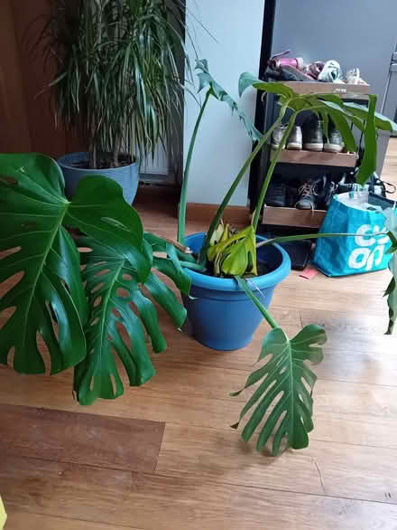 Photo of free House plant- large/wide (Corsham SN13) #1