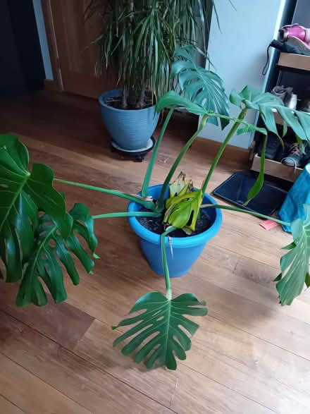 Photo of free House plant- large/wide (Corsham SN13) #2