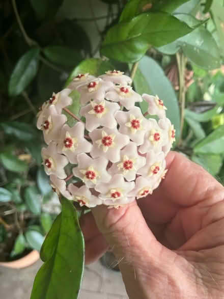 Photo of free Hoya plants (Mortdale) #4