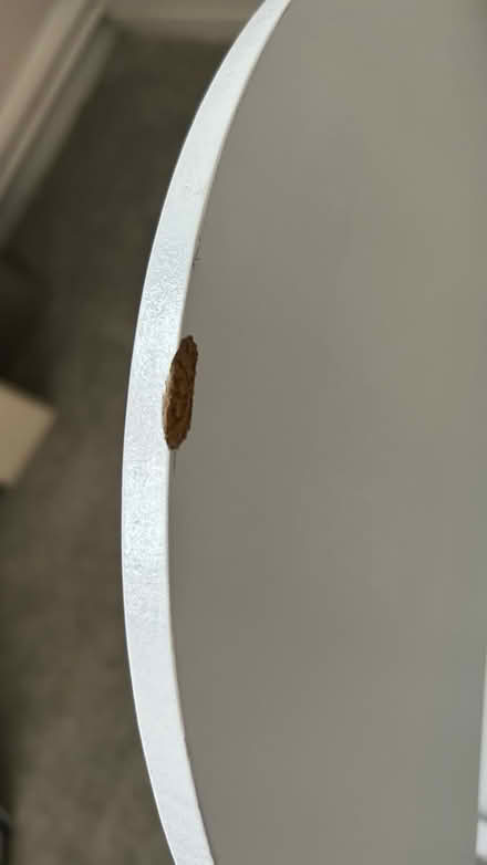 Photo of free Dolls high chair (Holmer Green) #3