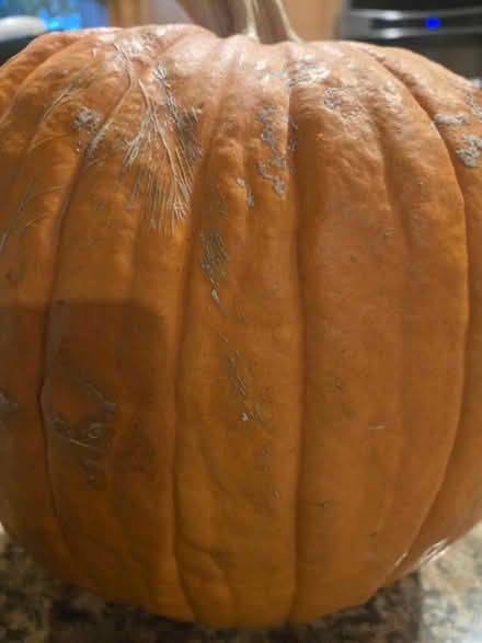 Photo of free Whole pumpkins (Downtown Mountain View) #1