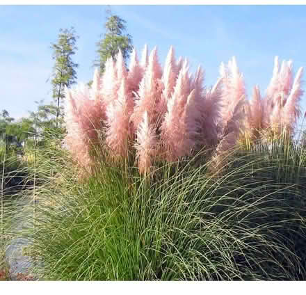 Photo of Pink or white pampas grass (Clayton Green PR6) #1