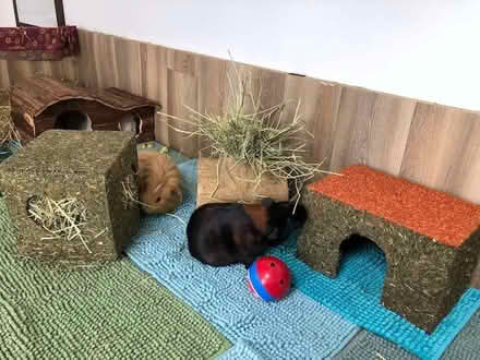 Photo of Guinea Pig "Bits and Bobs"/accessories (St Leonards Green TN38) #1