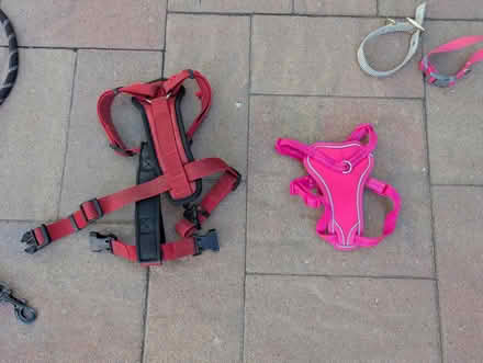 Photo of free Dog collars, harness and leashes (Cupertino Public Library) #2