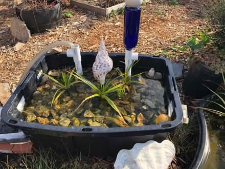 Photo of free A few more Water Grass Plants (El Granada) #1