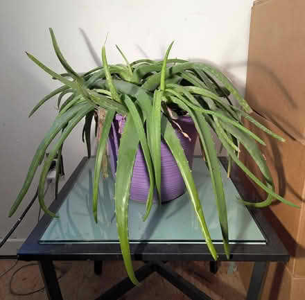 Photo of free Aloe Vera plants (near Christie and Dupont) #1