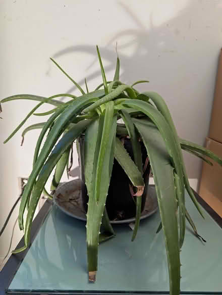 Photo of free Aloe Vera plants (near Christie and Dupont) #2