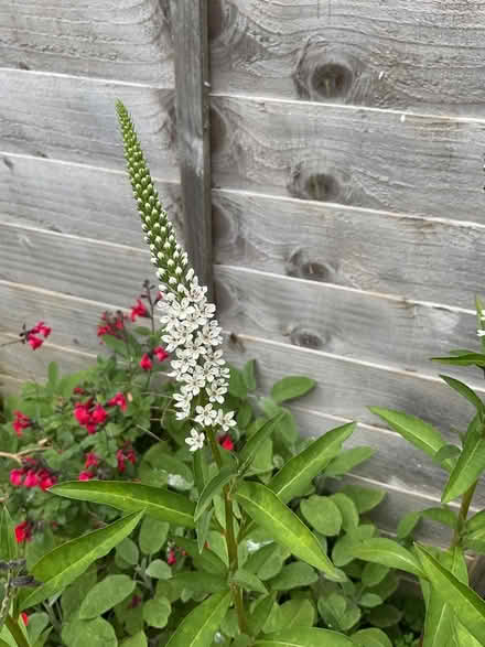 Photo of free White Lysmachia 6 roots (Morden SM4) #2