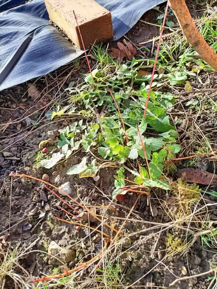 Photo of free Shrubs (Waterlooville PO8) #1