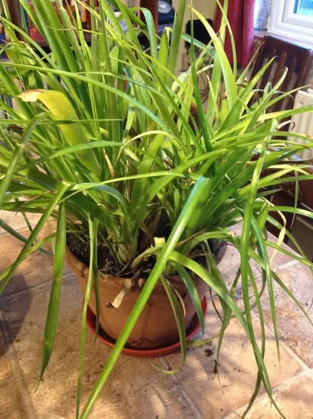 Photo of free House plant (Newnham RG27) #1