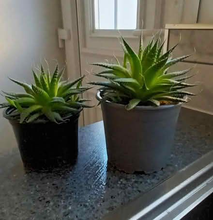 Photo of free 2 Lace Aloe Plants (S20 Waterthorpe) #1