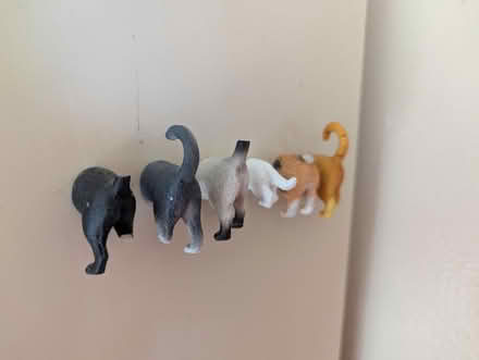 Photo of free Cat butt magnets (280/Winchester) #1