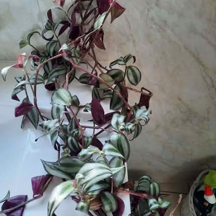 Photo of free Tradescantia plant (Southport PR9) #1