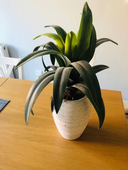 Photo of free Fake plant (St Peter’s, Newcastle, NE6) #1