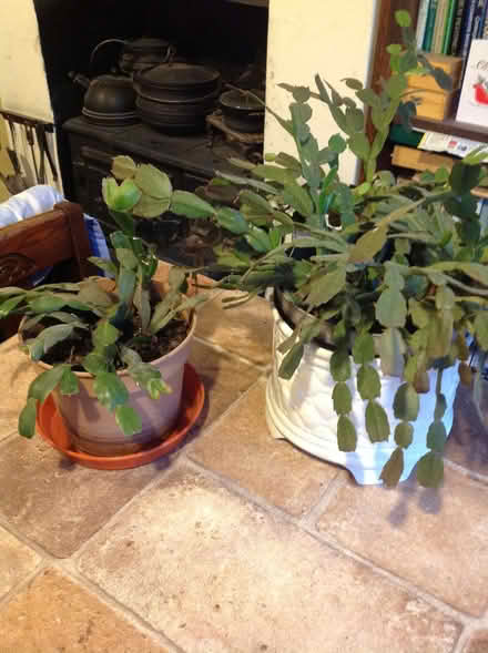 Photo of free House Plants. (Newnham RG27) #1
