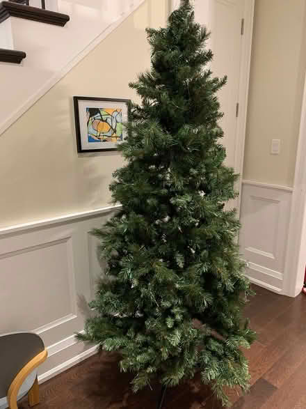 Photo of free Christmas Tree (Royal York and Bloor) #1
