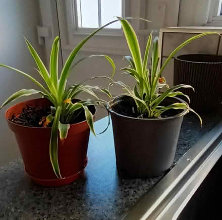 Photo of free 2 Baby Spider Plants (S20 Waterthorpe) #1