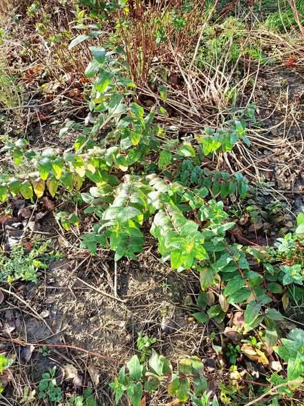 Photo of free Shrubs (Waterlooville PO8) #3