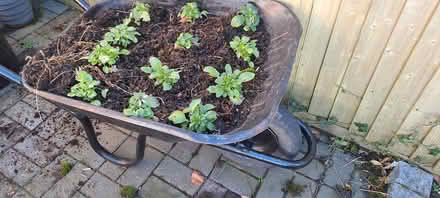 Photo of free Wheelbarrow planter (Pratts Bottom) #2