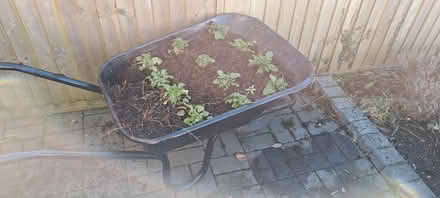 Photo of free Wheelbarrow planter (Pratts Bottom) #1