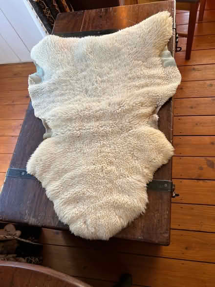 Photo of free Sheepskin rug (Sheffield Park TN22) #1