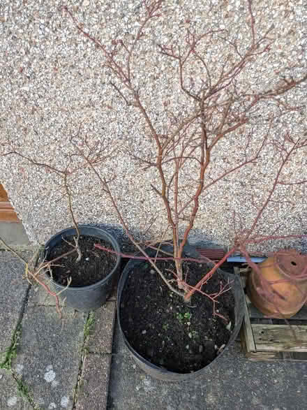 Photo of free blueberry plants (Skerton LA1) #1
