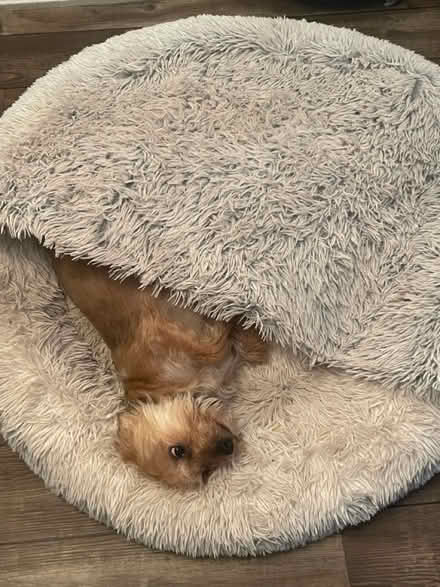 Photo of free Hooded Xl dog bed (Hyde SK14) #2