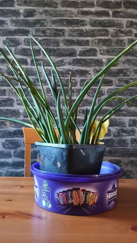 Photo of free sansevieria snake plant (Beeston NG9) #1