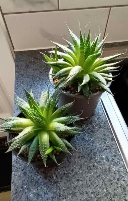 Photo of free 2 Lace Aloe Plants (S20 Waterthorpe) #2