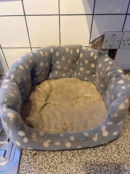 Photo of free Pet bed (Brantham CO11) #1