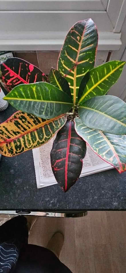 Photo of free Croton House Plant (CT10) #1