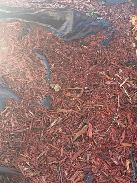 Photo of free 7 bags of bark (Norfolk Park S2) #3