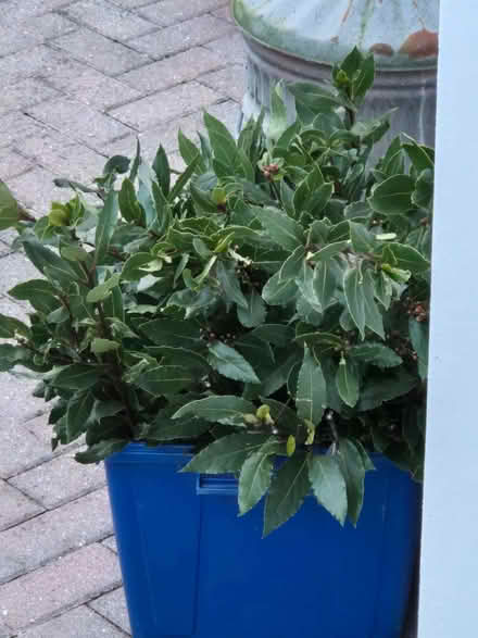 Photo of free Fresh bay leaves (Loughton IG10) #1