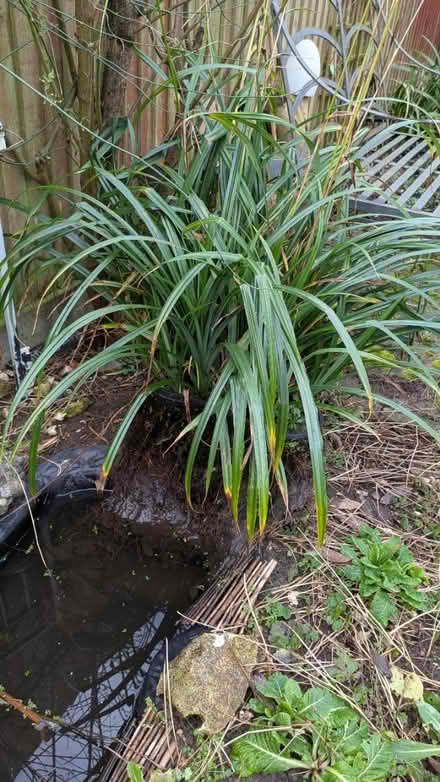 Photo of free Pond plant (Kempshott RG22) #1