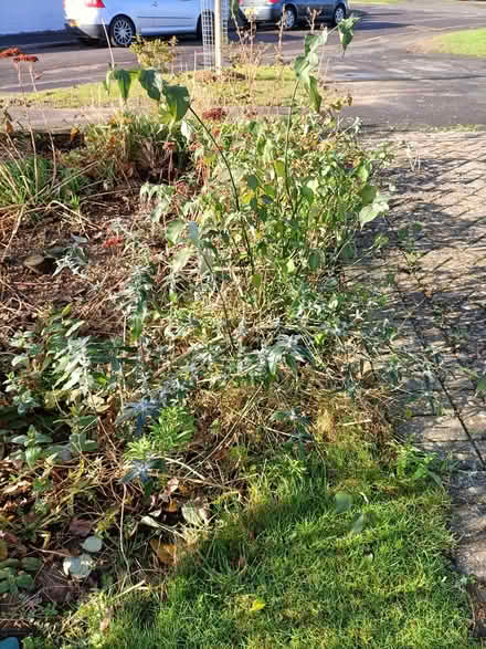 Photo of free Shrubs (Waterlooville PO8) #2
