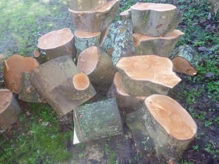 Photo of free Very large logs - sycamore (New Marston OX3) #1